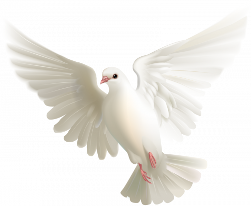 columbidae white pegion flying clipart